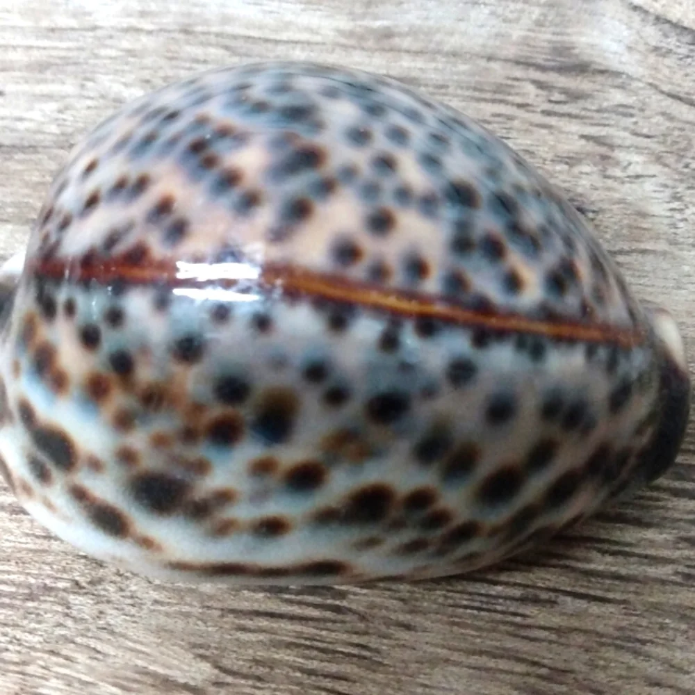 Shell 🐚 Mini - Picture 2 of 4